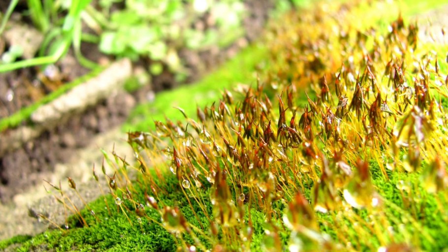 Мох огородный