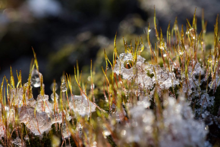 Строение мха