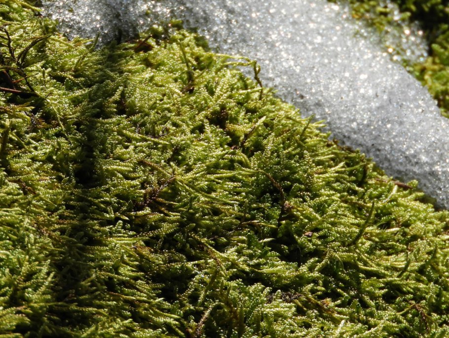 Фото весеннего мха