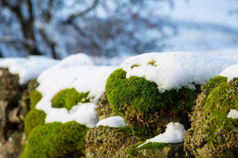 Ягель полярный