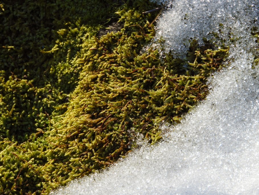 Мох с цветочками