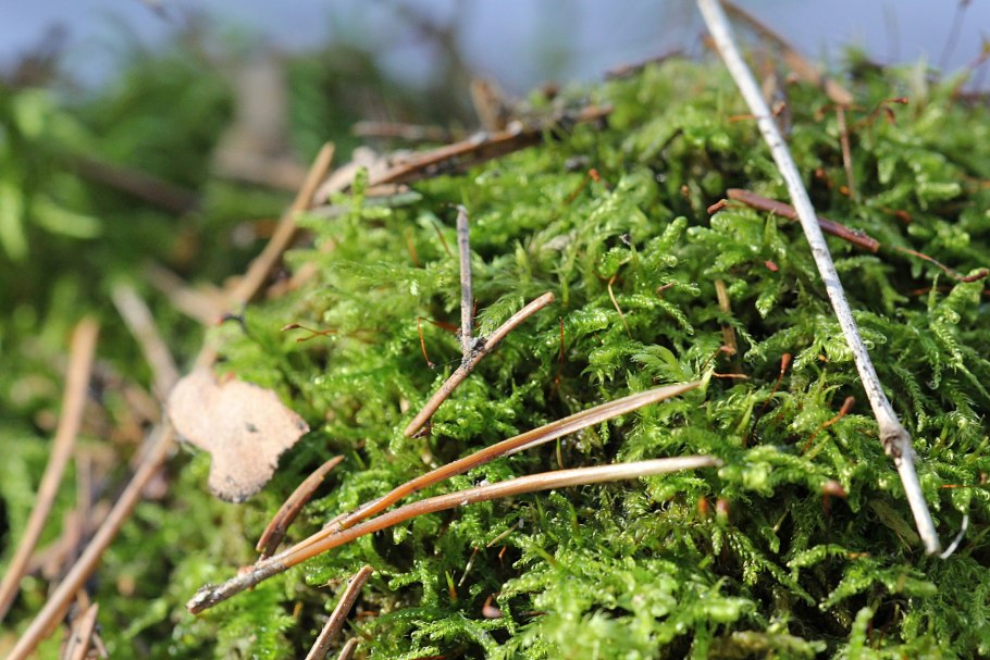 Макросъемка природа