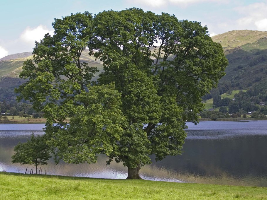 Ламинат Ritter Карл Великий дуб Александрийский, 12.1 мм