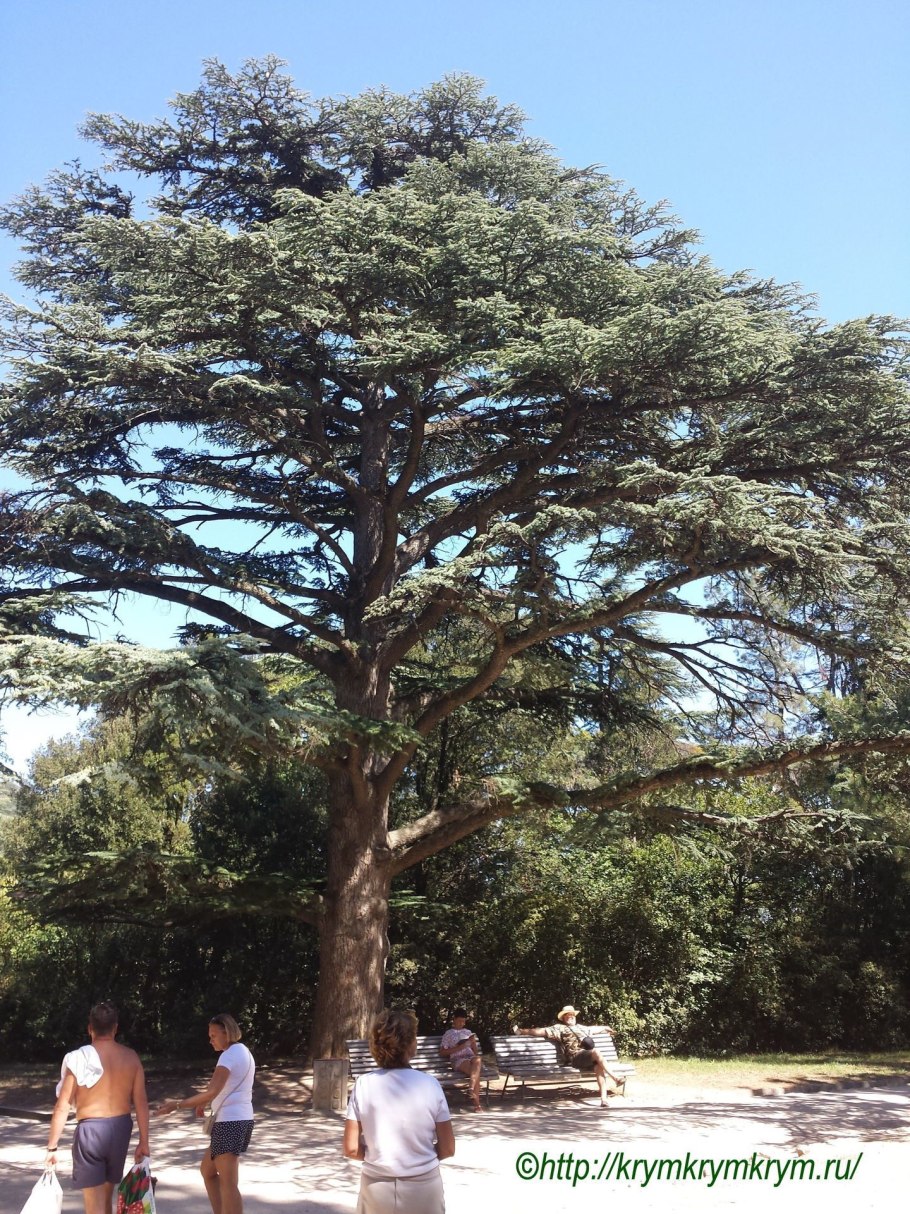 Дуб Пиренейский дерево