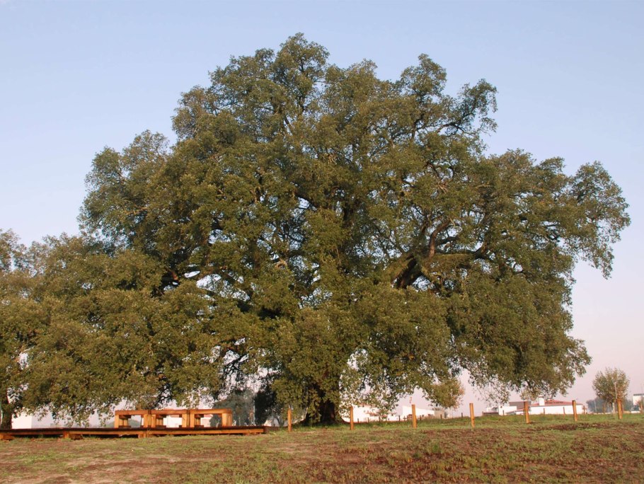 Самые древние оливковые деревья