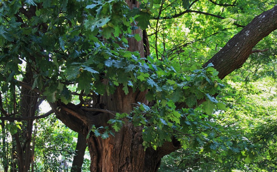 Дуб в Отрадном