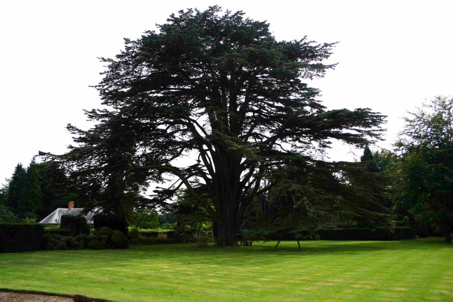 Кедр ливанский дерево