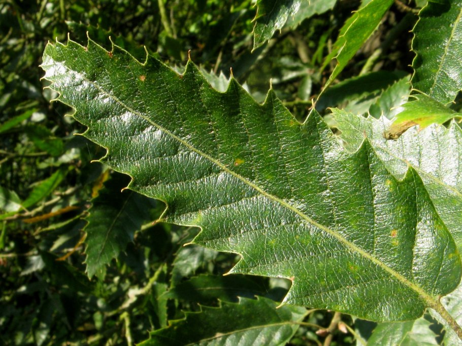 Quercus канареечника,