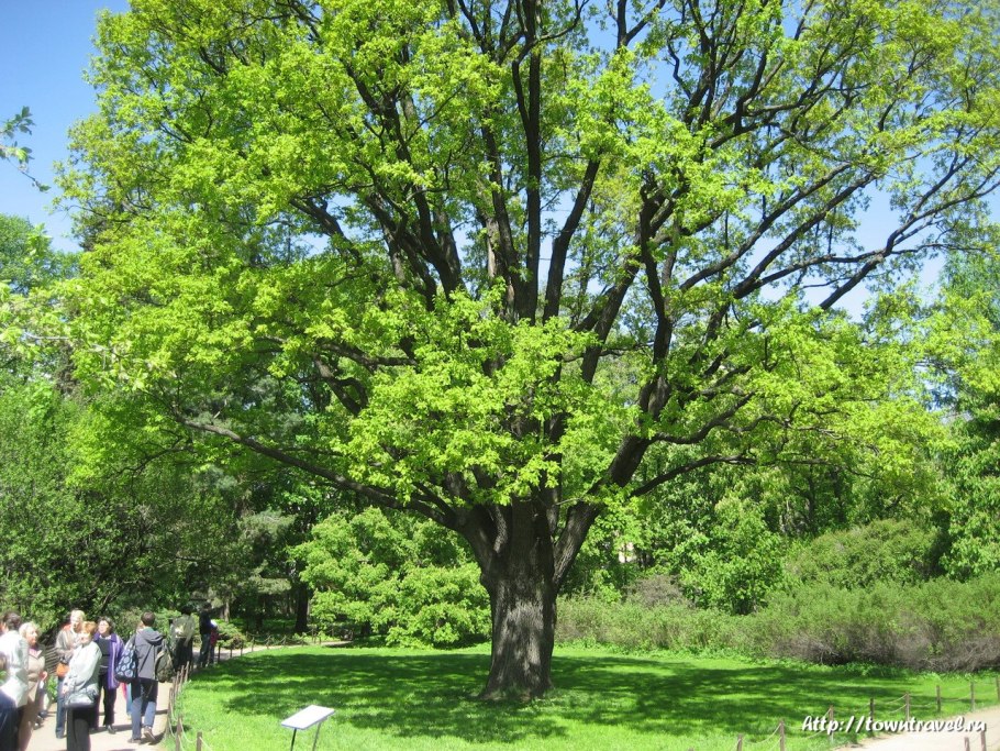 Дуб в Никитском Ботаническом саду