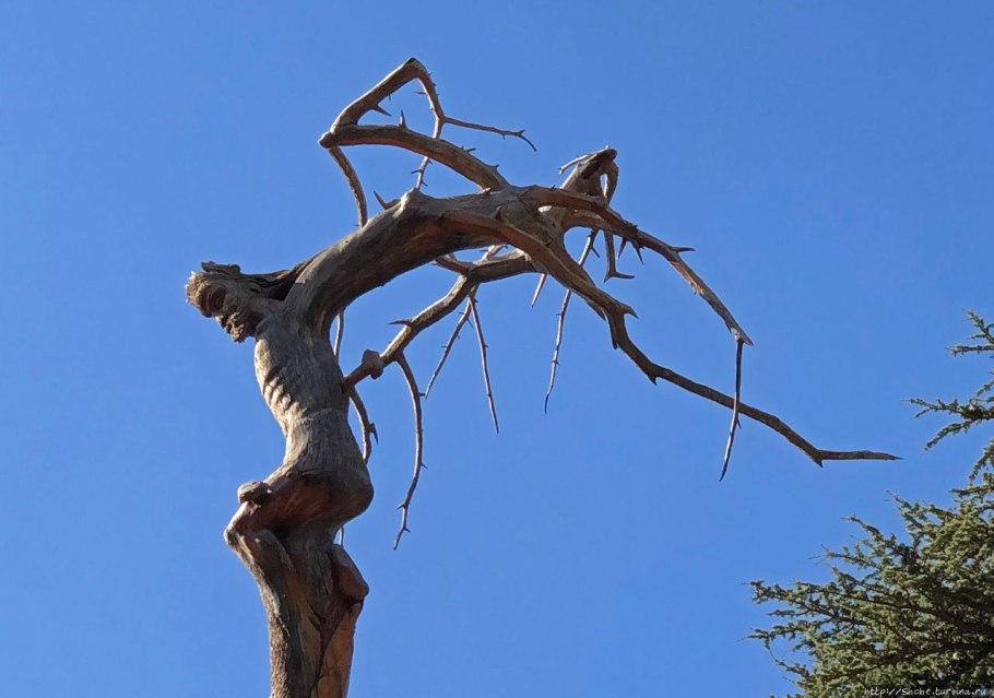 Пробковый дуб в Алжире