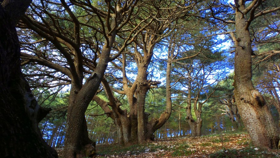 Многоствольное зонтичное дерево