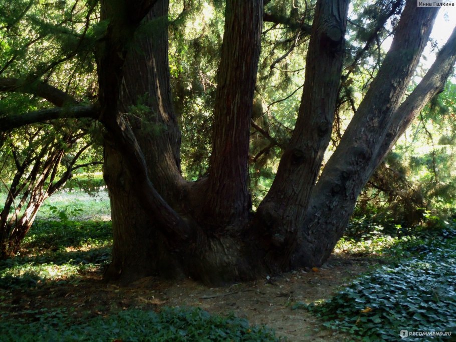 Израиль Таворский дуб