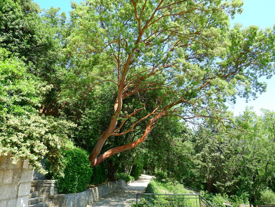 Cedrus libani в парке