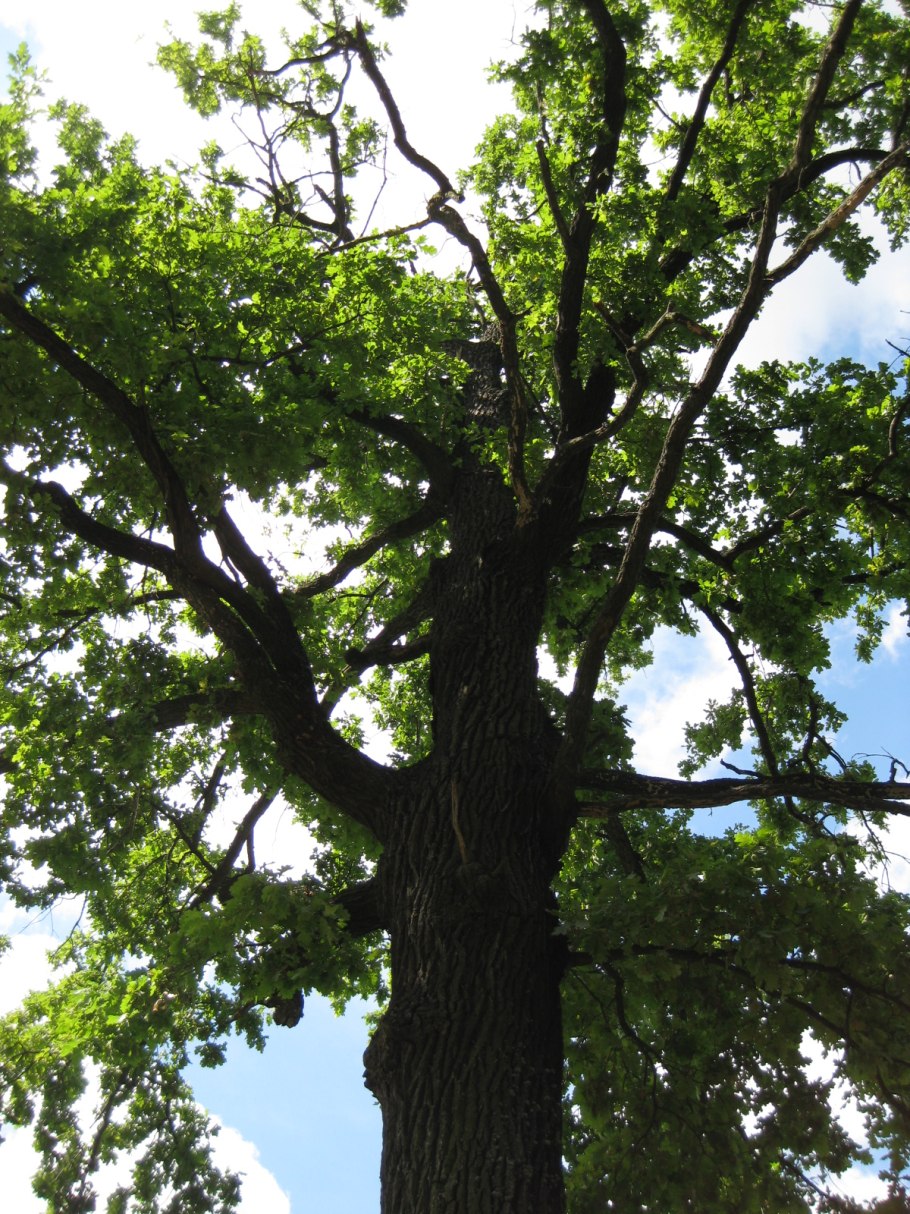 Ствол (ботаника)