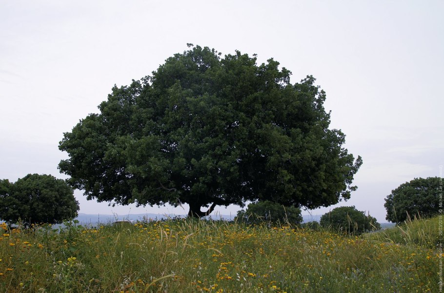 Дерево Иисуса Христа в Ливане