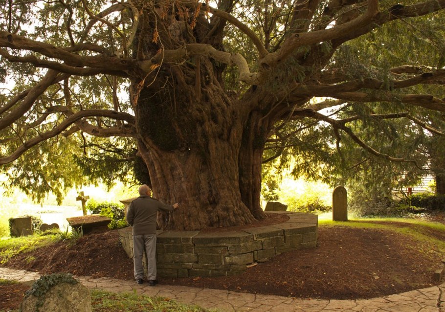 Маслина лавролистная дерево