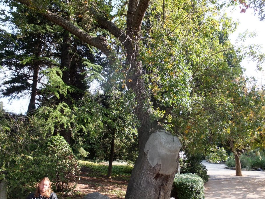 Дуб ливанский никитский ботанический