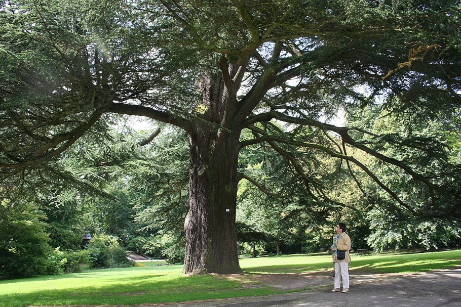 Дерево Сидар