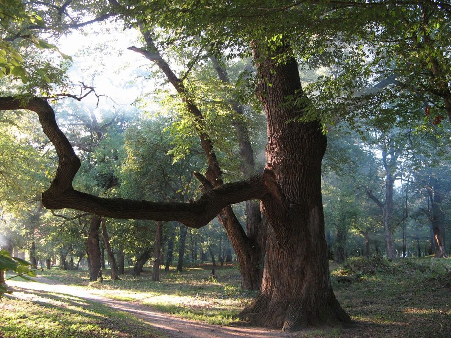 Александровский лес дуб столетний
