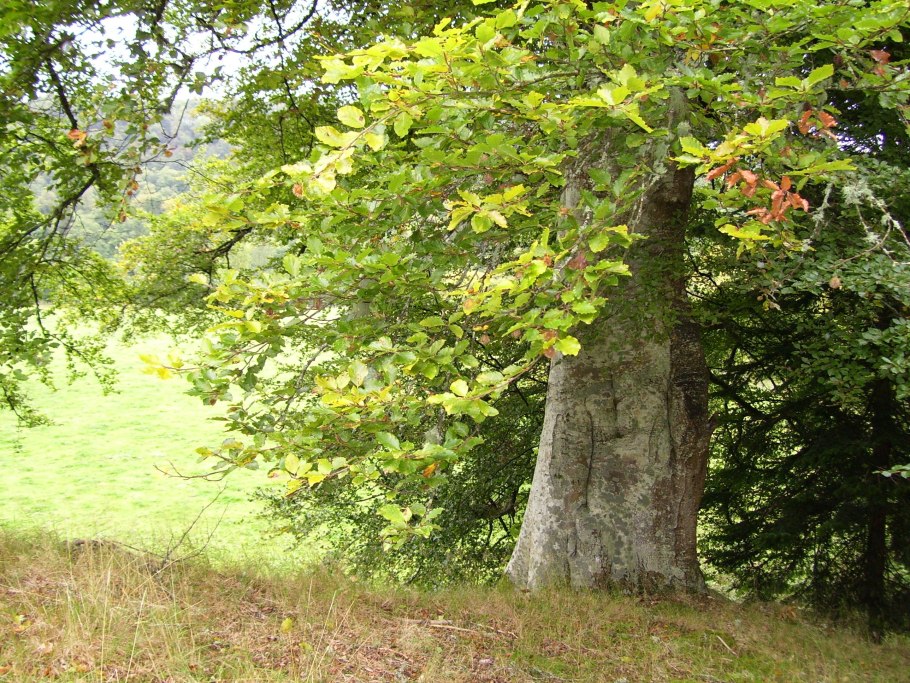 Fagus sylvatica
