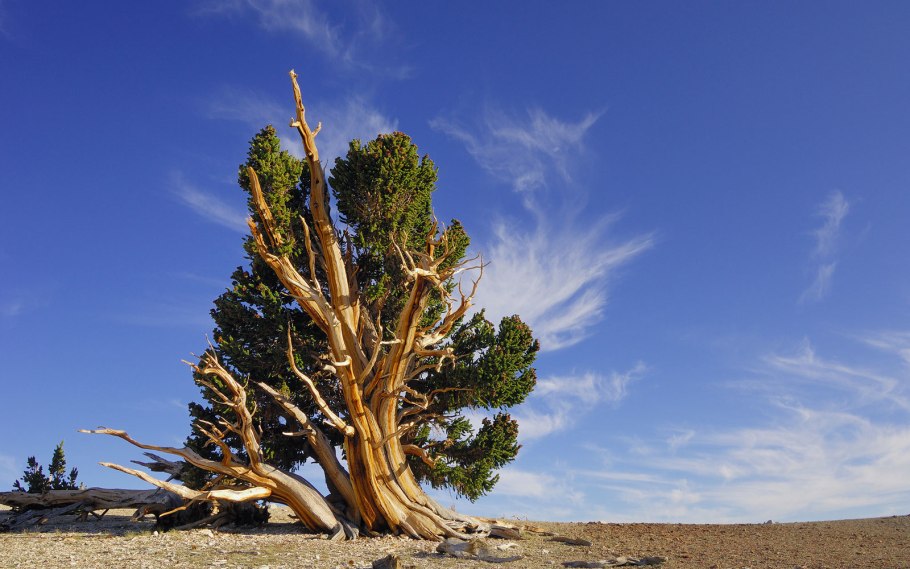Кедр атласский или ливанский