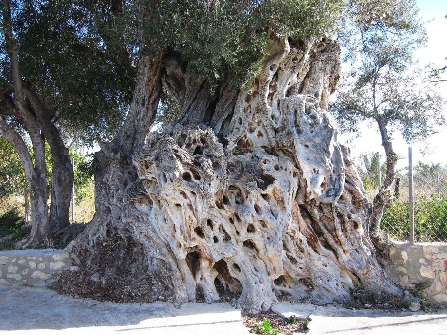 Самое старое оливковое дерево в мире