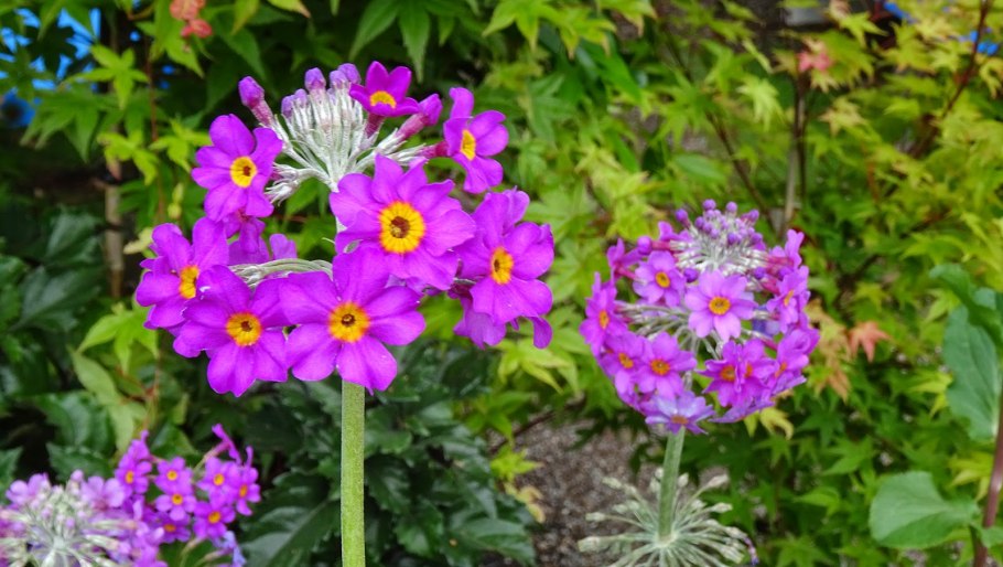 Primula beesiana примула бисса