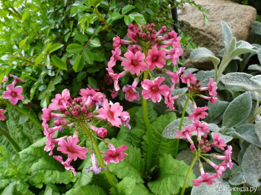 Примула японская канделябровая