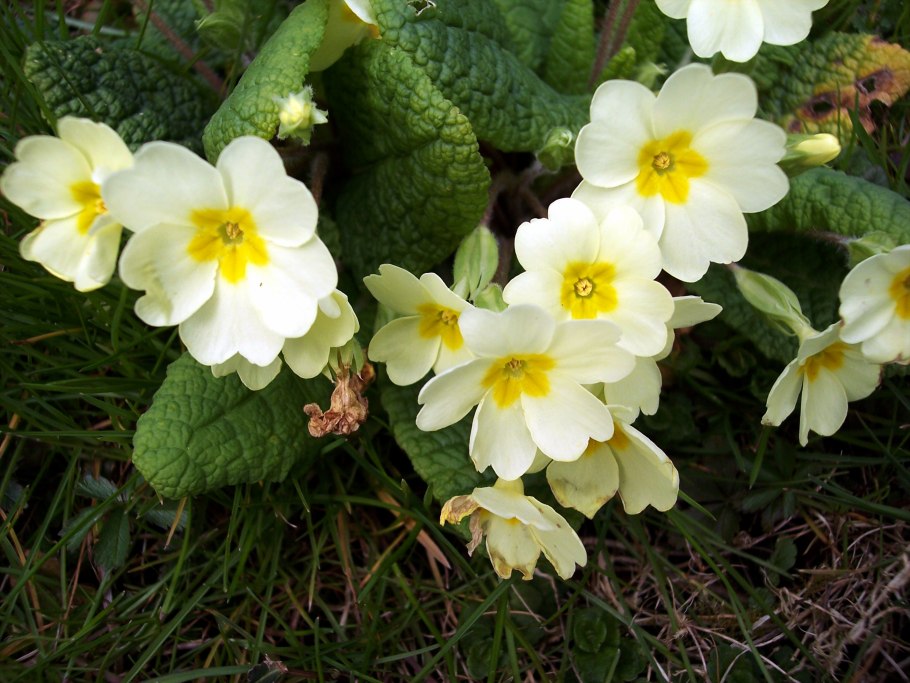 Примула бисса