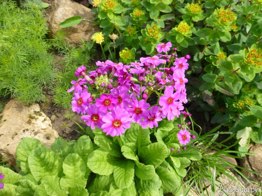 Примула канделябра