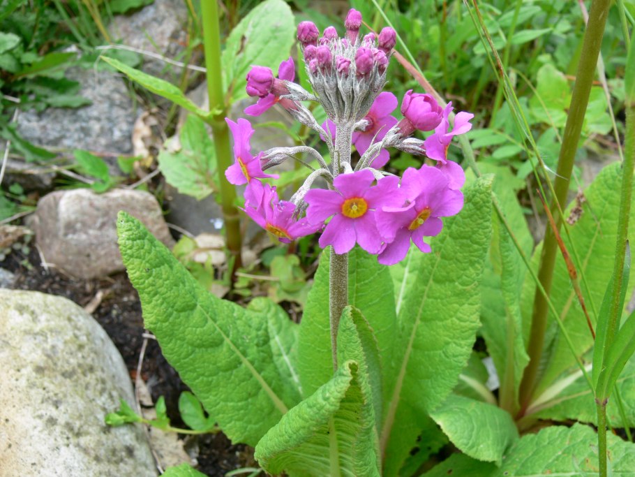 Канделябровые примулы