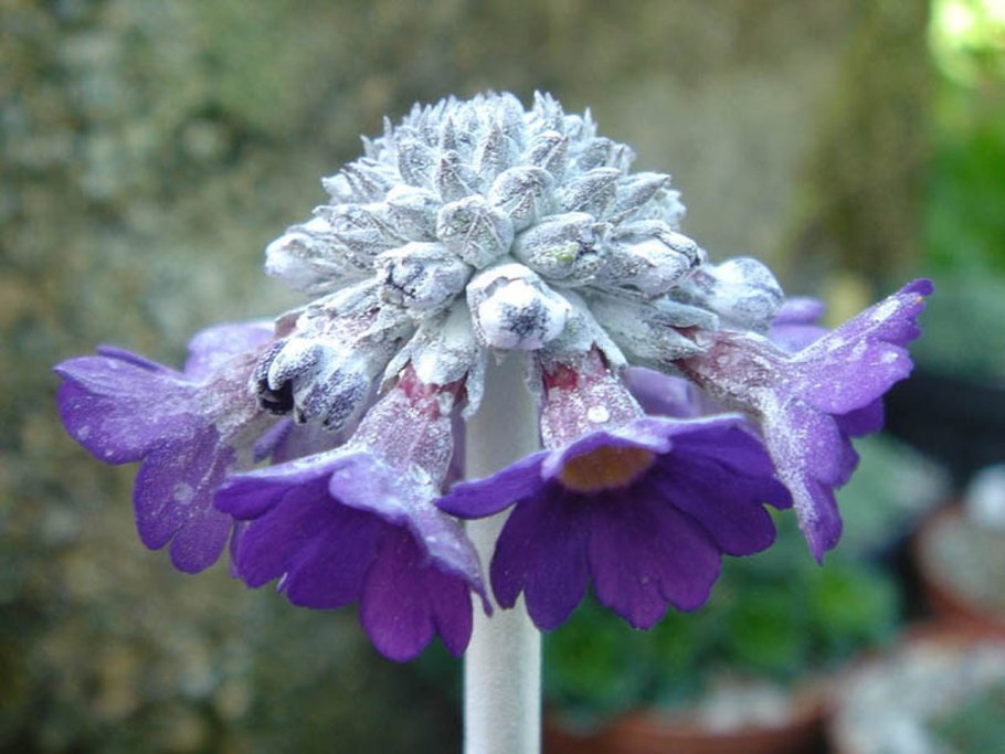 Примула сиккимская (Primula Sikkimensis)