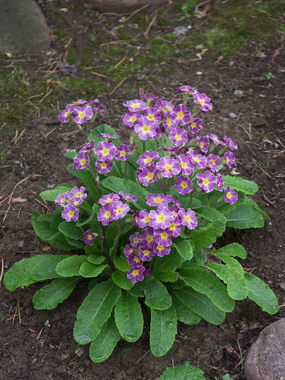 Примула буллезиана