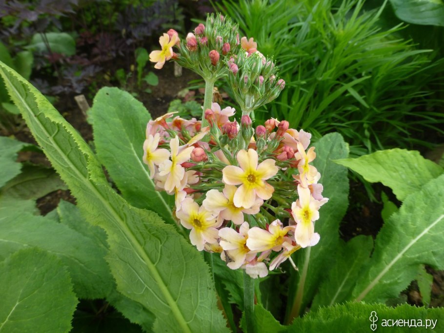 Примула канделябровая