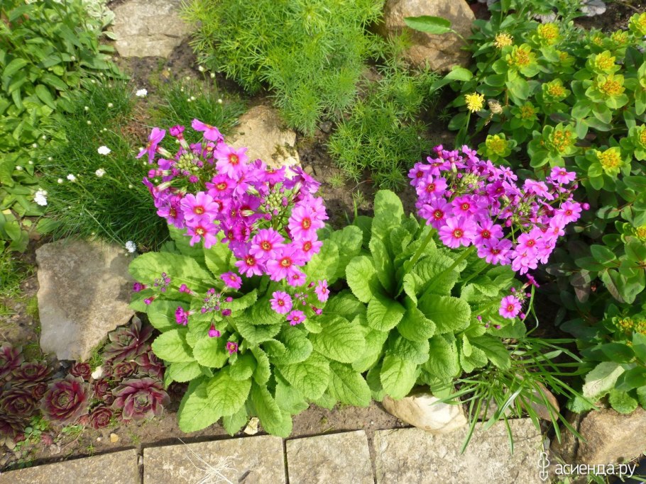 Примула буллезиана