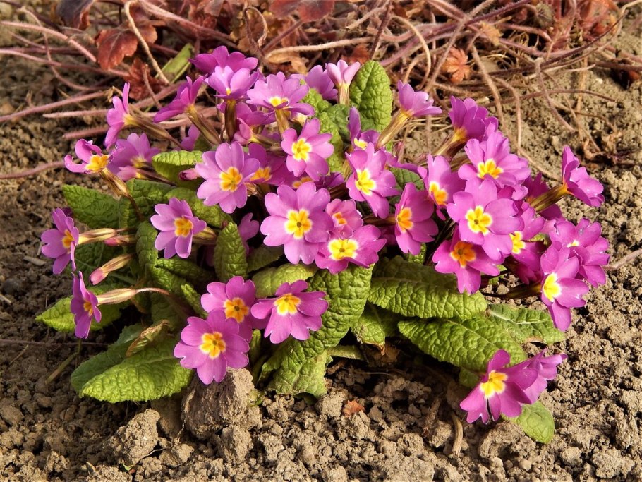 Примула лесная первоцвет