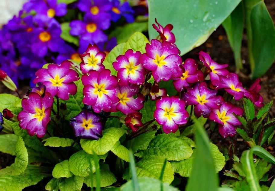 Примула канделябра