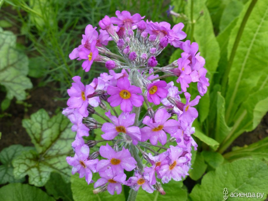 Примула канделябровая