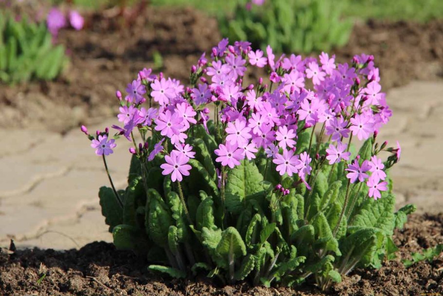 Примула лазурит f1