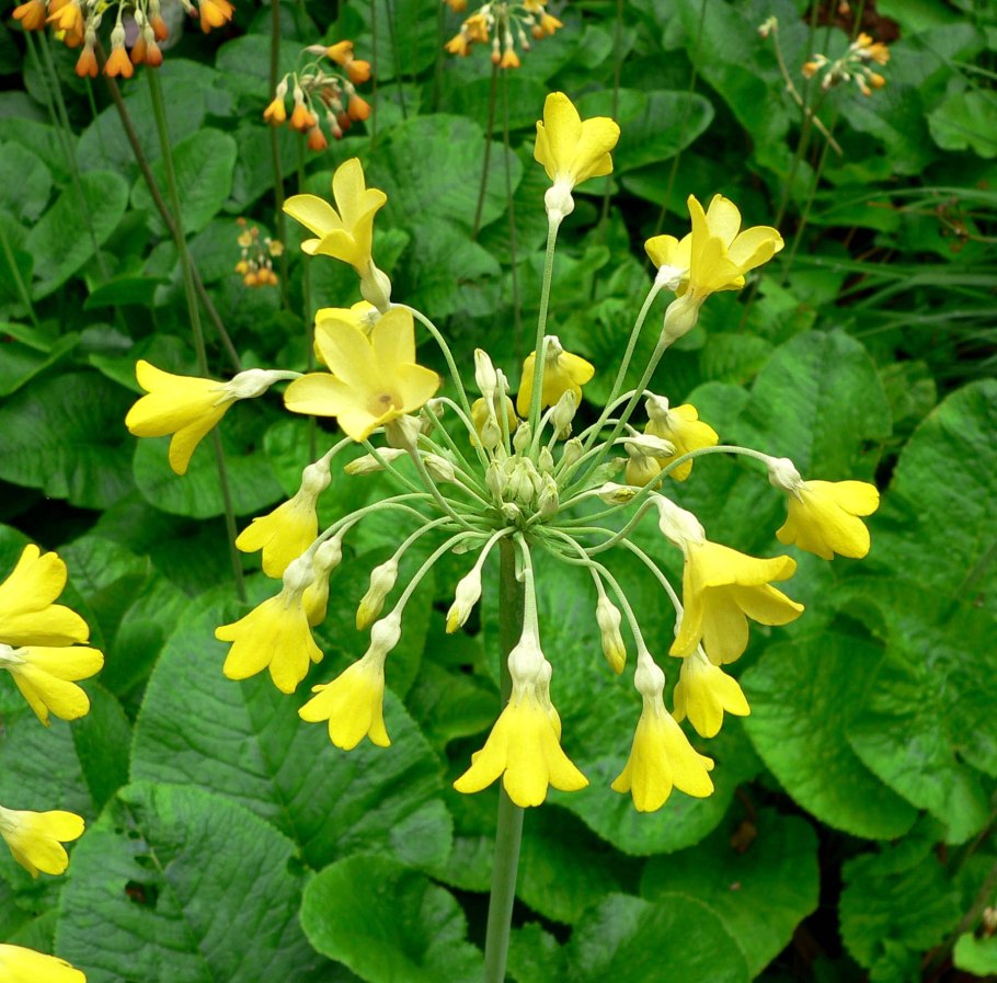 Примула флоринды (primula florindae)