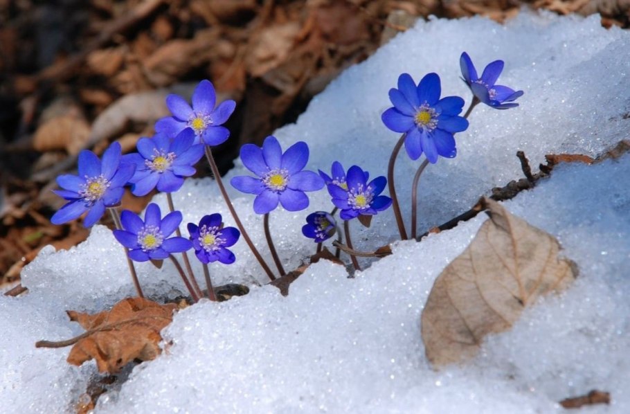 Перелеска печеночница
