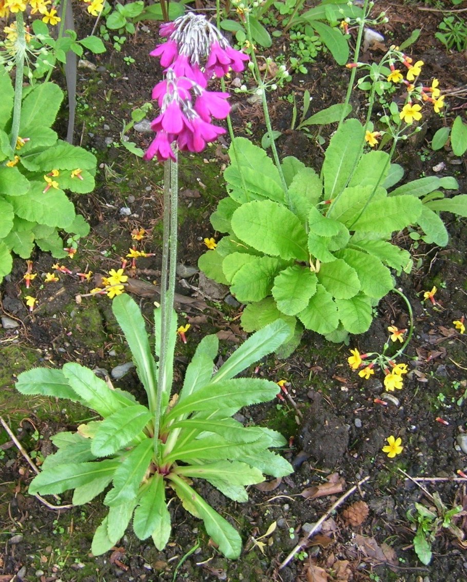 Primula beesiana примула бисса