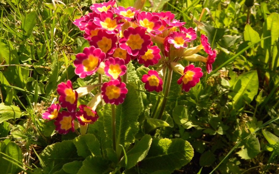 Примула первоцвет весенний Лесная