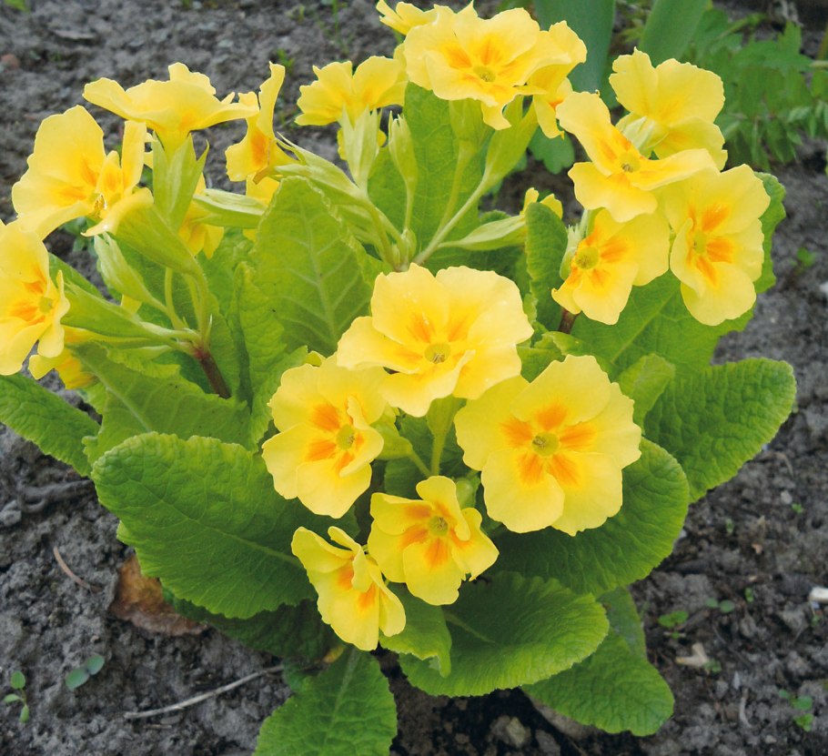 Примула Carrigdale