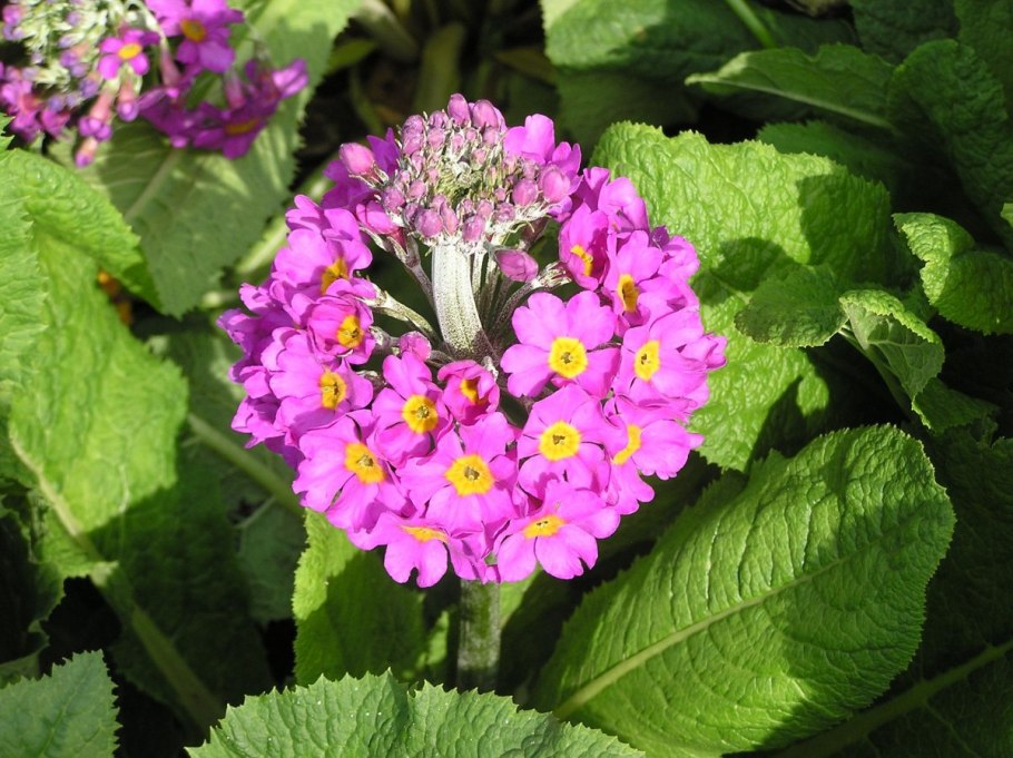 Примула. Primula