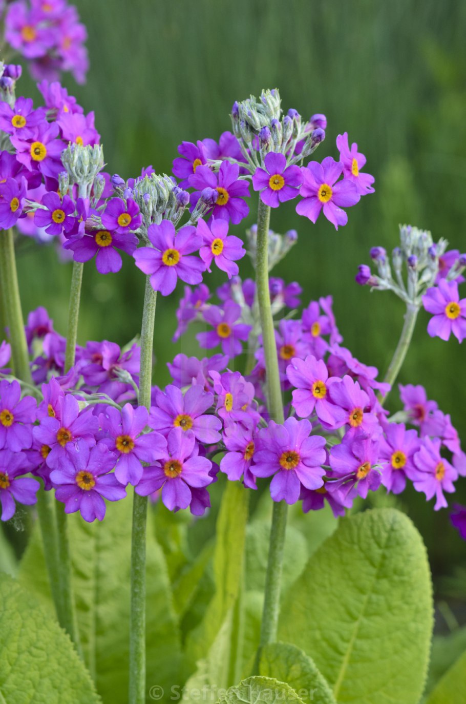 Примула capitata mooreana