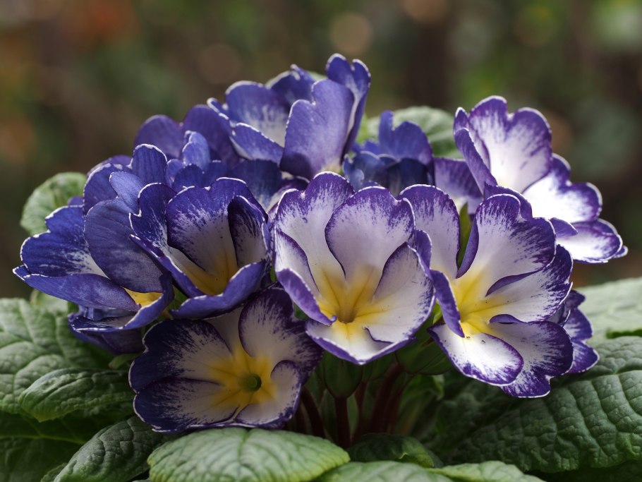 Примула пругоницкая