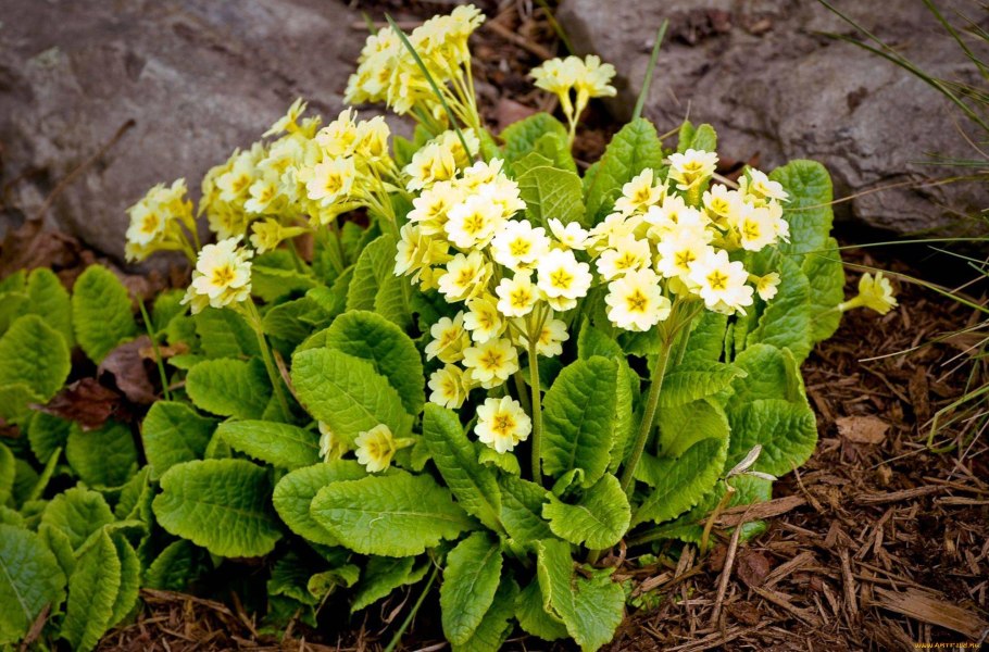 Цветок примула
