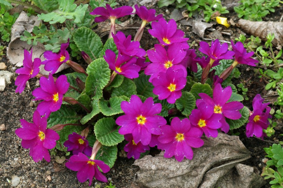 Примула пятнистая