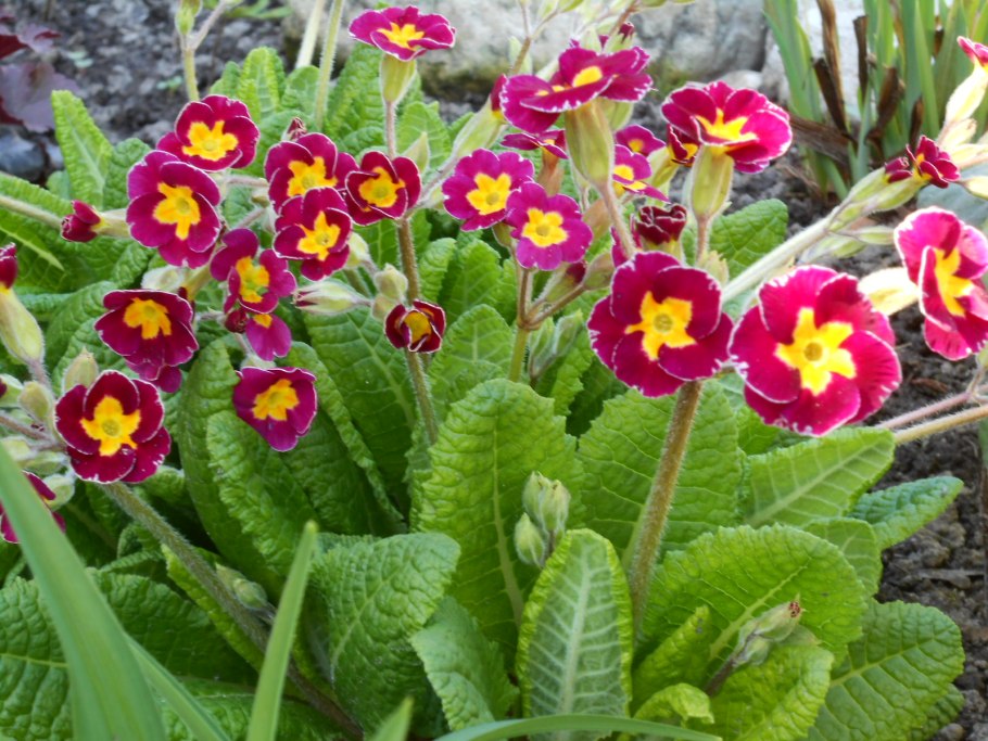 Примула обыкновенная первоцвет